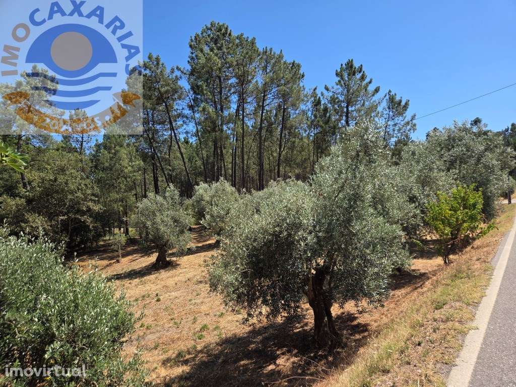 Terreno de 1589m², Carvalhal de Baixo - Grande imagem: 4/10