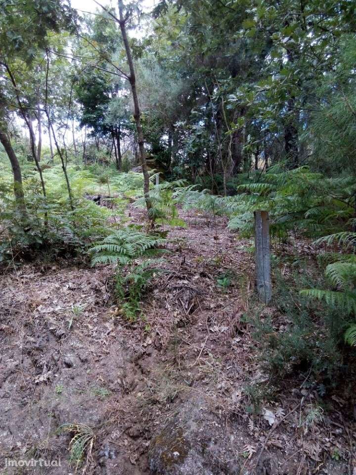 Terreno rústico em Urgueira, Valadares - Grande imagem: 3/7