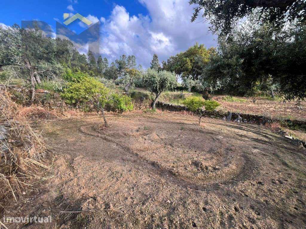 Terreno rústico com 2.920m² para venda em Juncal do Campo! - Grande imagem: 3/13