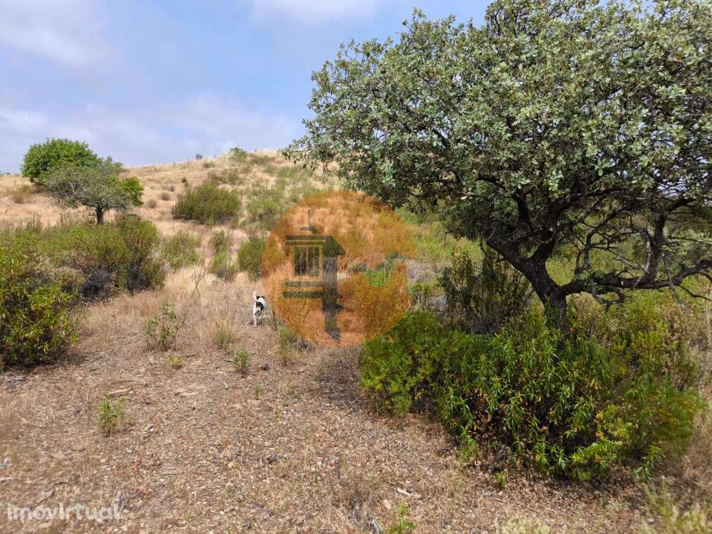 TERRENO COM 41.760 M2 - COM POSSIBILIDADE DE CONSTRUIR APOIO AGRICO... - Grande imagem: 4/21