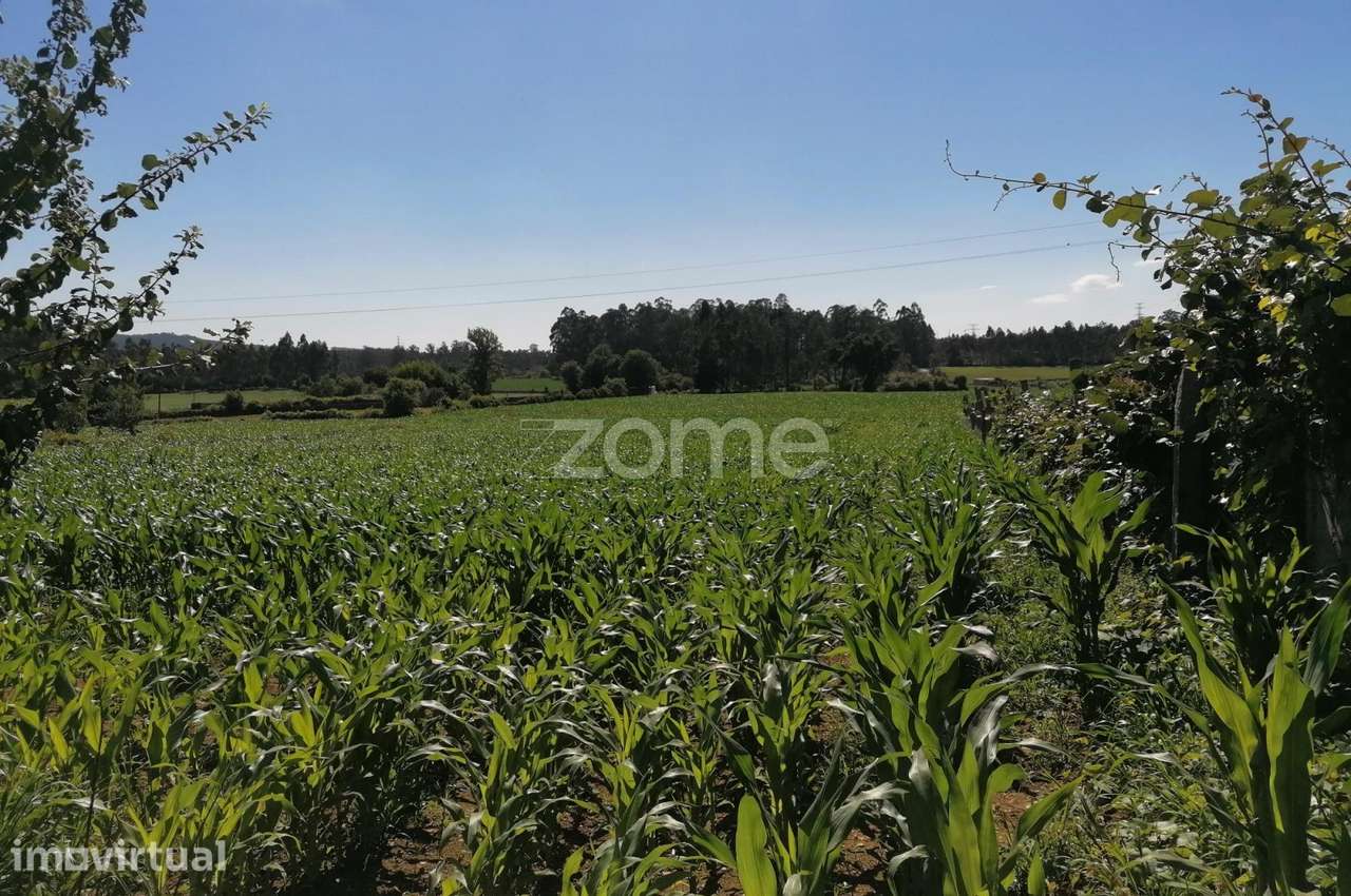 Terreno rustico agrícola com 4.000 M2 em Fradelos-Famalicão - Grande imagem: 5/15