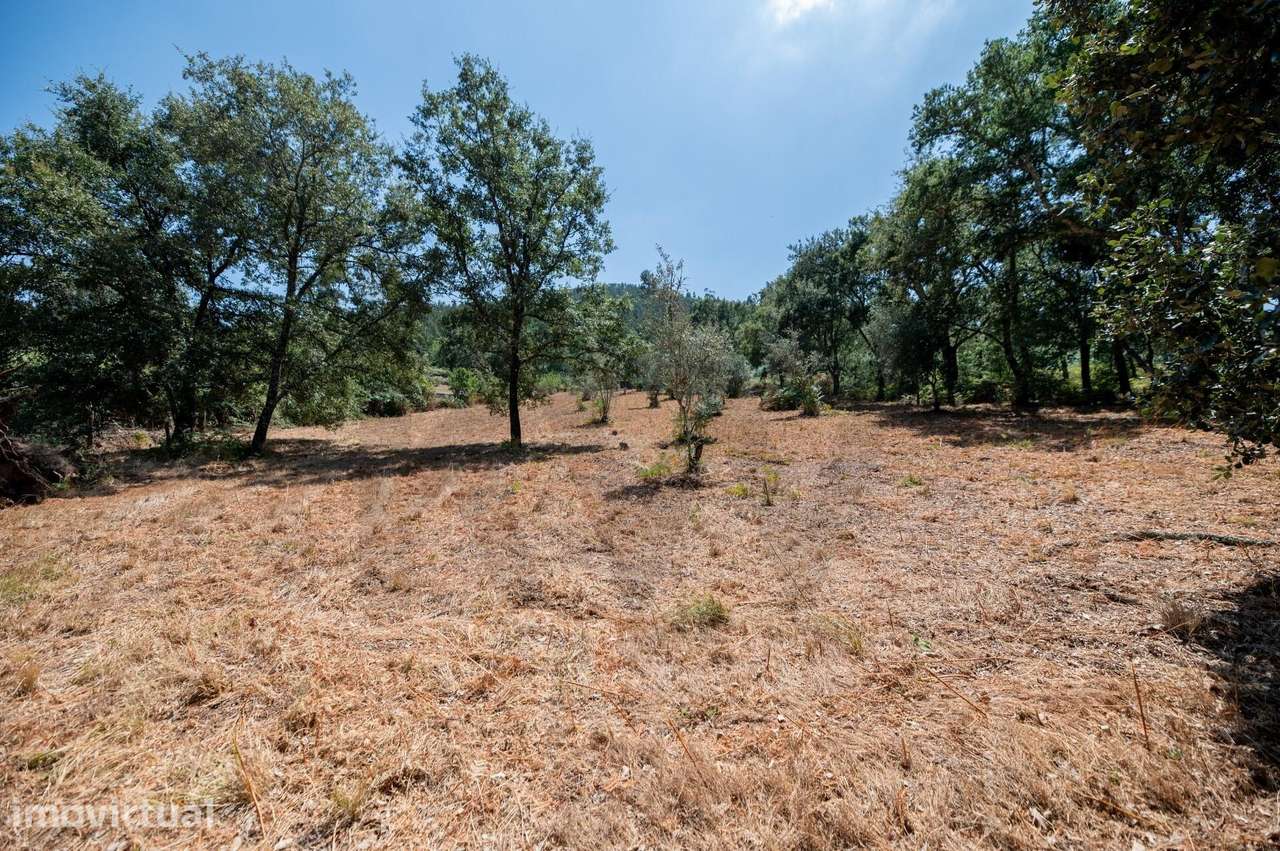 Terreno em Chão de Couce - Mó com enorme potencial de investimento. - Grande imagem: 5/27