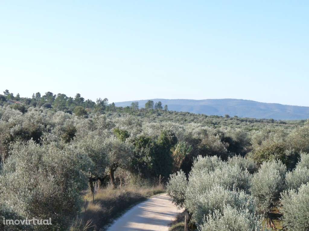 Terreno, 5.5 hectares, PIP aprovado com possibilidade construção ho... - Grande imagem: 4/15