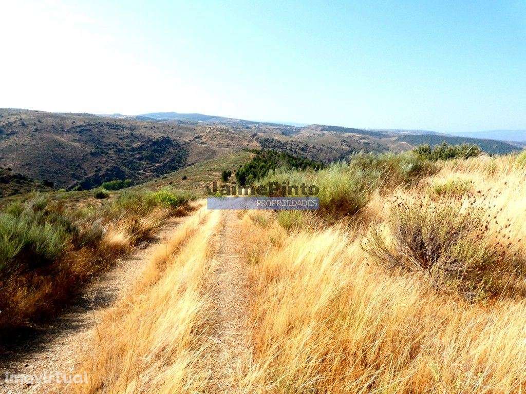 TERRENO AGRÍCOLA 104.000m2 para plantações novas. Portugal, ALFÂNDE... - Grande imagem: 5/9