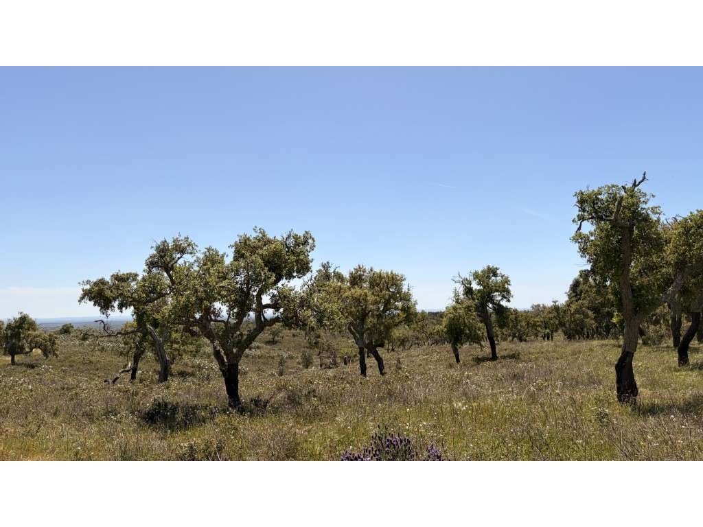 Serena Quinta de 5 Hectares Próxima de Grândola: Construa o Seu Ref... - Grande imagem: 2/11