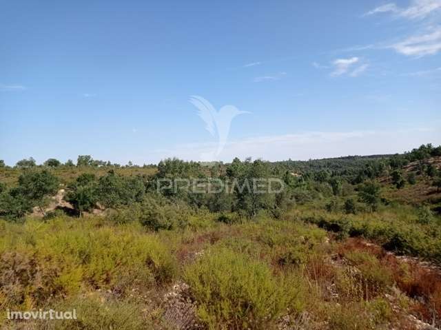 HERDADE 44 hectares em Margem, Gavião - Grande imagem: 4/16