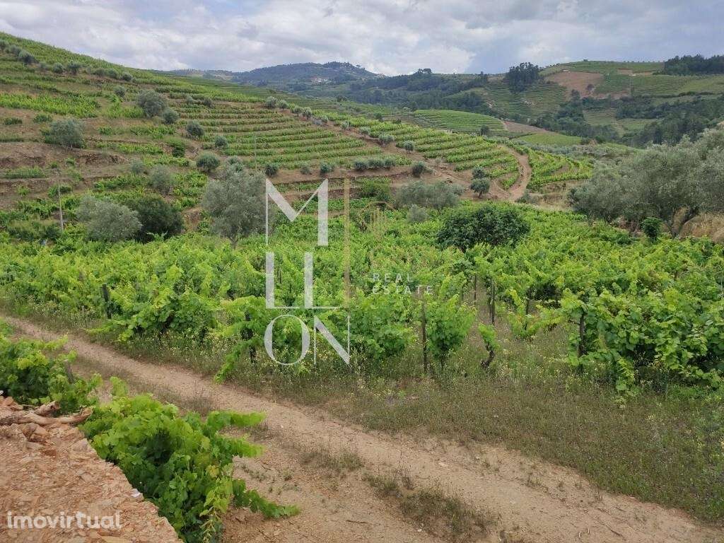 Encantadora Quinta com cerca de 3 Hectares de Tradição e Beleza Natura - Grande imagem: 4/18