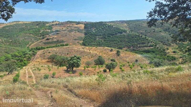 Terreno florestal c/excelente rendimento