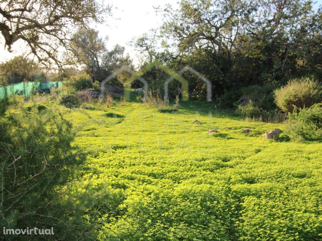Ruína de Grandes Dimensões em Pechão, Olhão - Grande imagem: 3/7