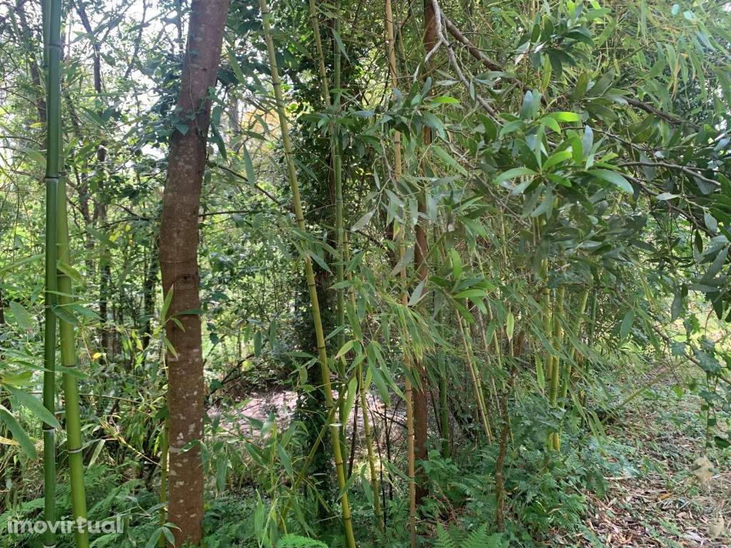 Quinta / propriedade agrícola, com nascente de agua - Aveiro - Grande imagem: 2/33