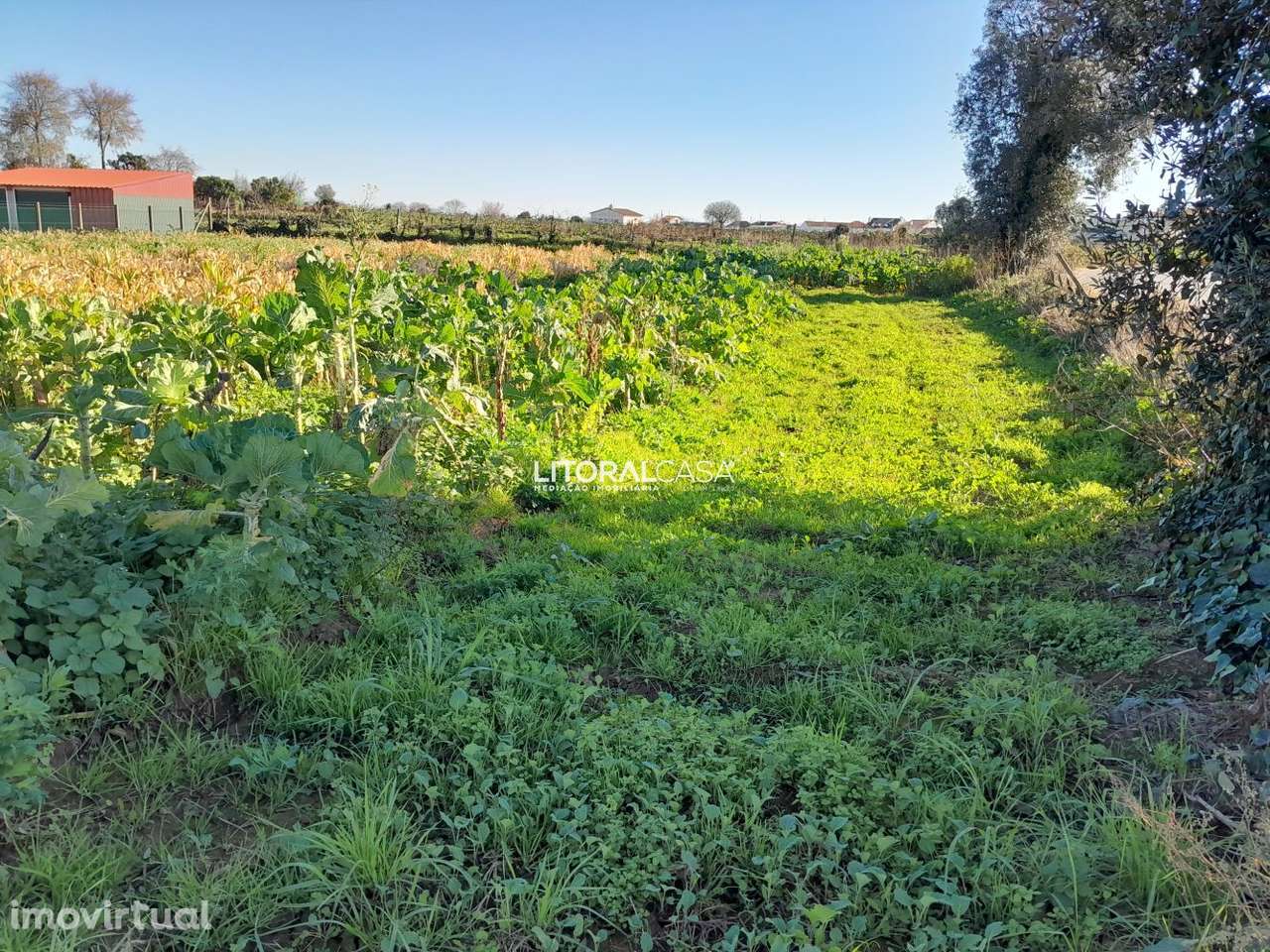 Terreno com 2 artigos em Mamodeiro - Grande imagem: 3/15