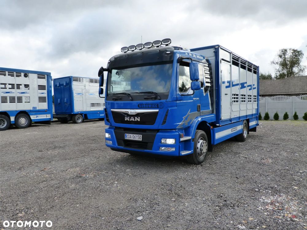 MAN TGM 15.250 DO ŻYWCA / ZWIERZĄT / BYDŁA / WAGA EL/. EURO 6 / DŁ. 5.20M /XENON - 3