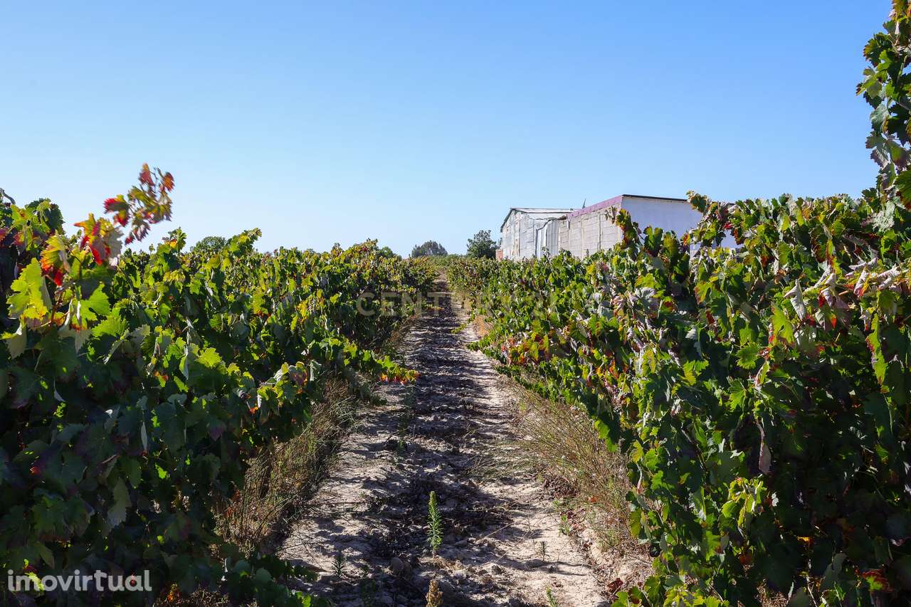 Terreno com 9000m2 com vinha e PIP aprovado! - Grande imagem: 3/17