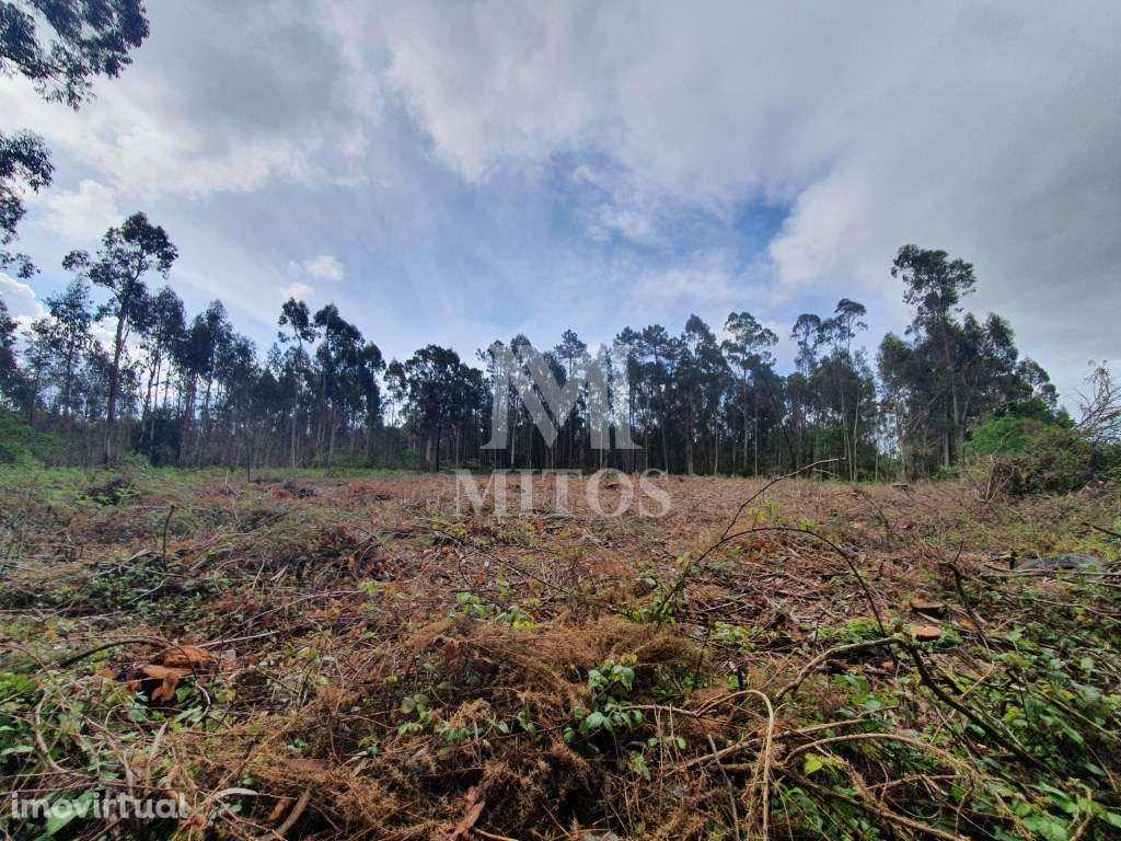 Terreno Aplanado Zona Industrial - Vila de Punhe/Barroselas - Grande imagem: 4/7