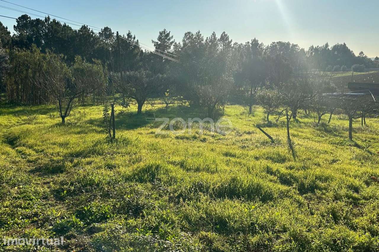 Terreno de Vinha 1652m2 em Anadia - Grande imagem: 5/15