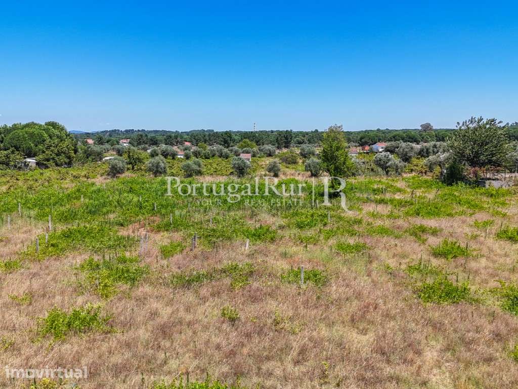 Terreno Agrícola com Viabilidade de Construção - Grande imagem: 2/8