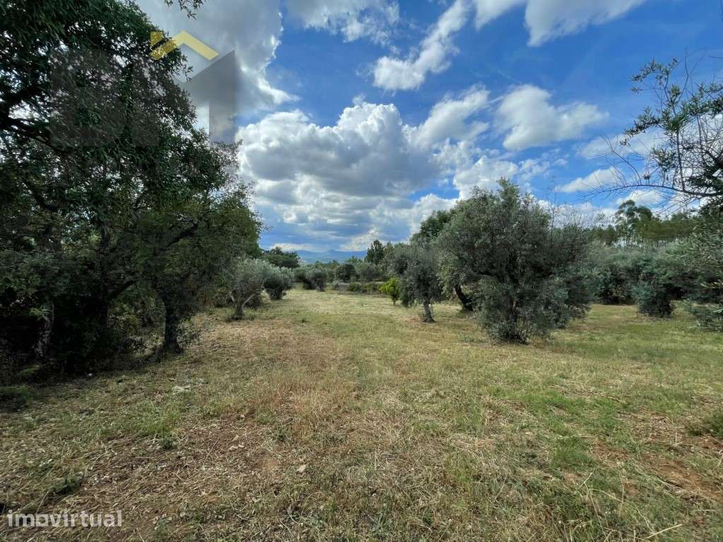 Quinta em Juncal do Campo - 4920m² de pura tranquilidade - Grande imagem: 3/21