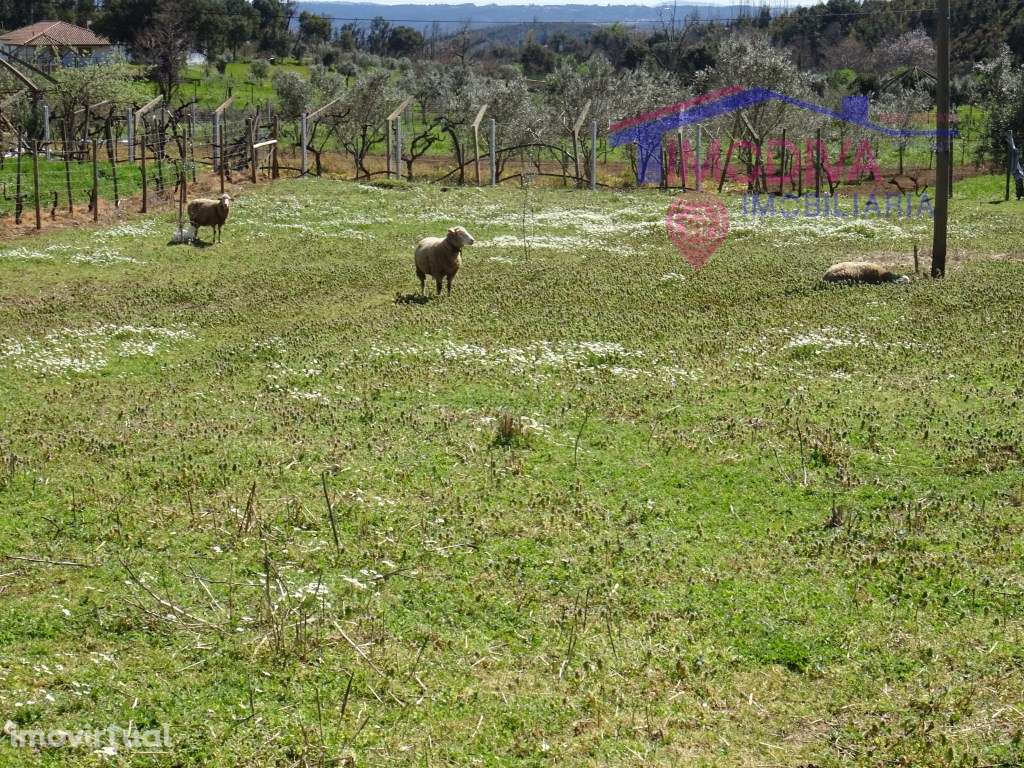 Terreno com projeto de construção aprovado, em Pedrógão Grande - Grande imagem: 5/25