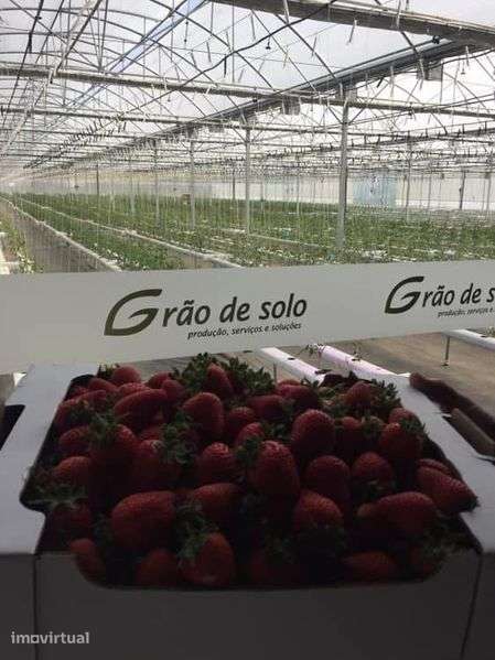 Estufa + armazem - Grande imagem: 5/5