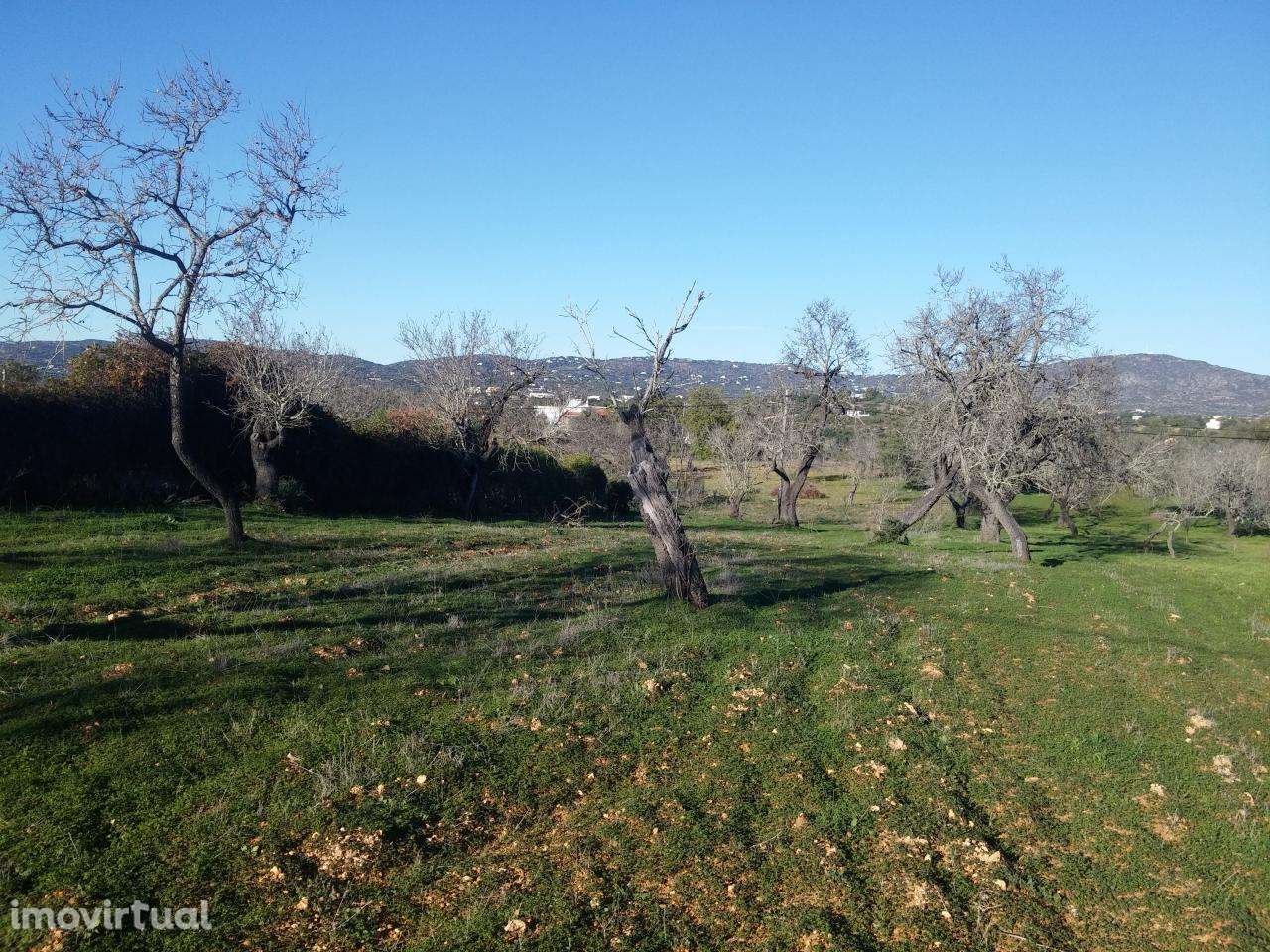 Terreno Rustico C/ 1640M2 Pechão C/ Vista Mar - Grande imagem: 3/5