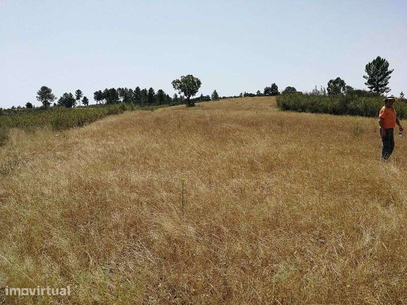 Oportunidade no Alto Alentejo - 26ha em Montalvão, perto da nova ponte - Grande imagem: 2/11