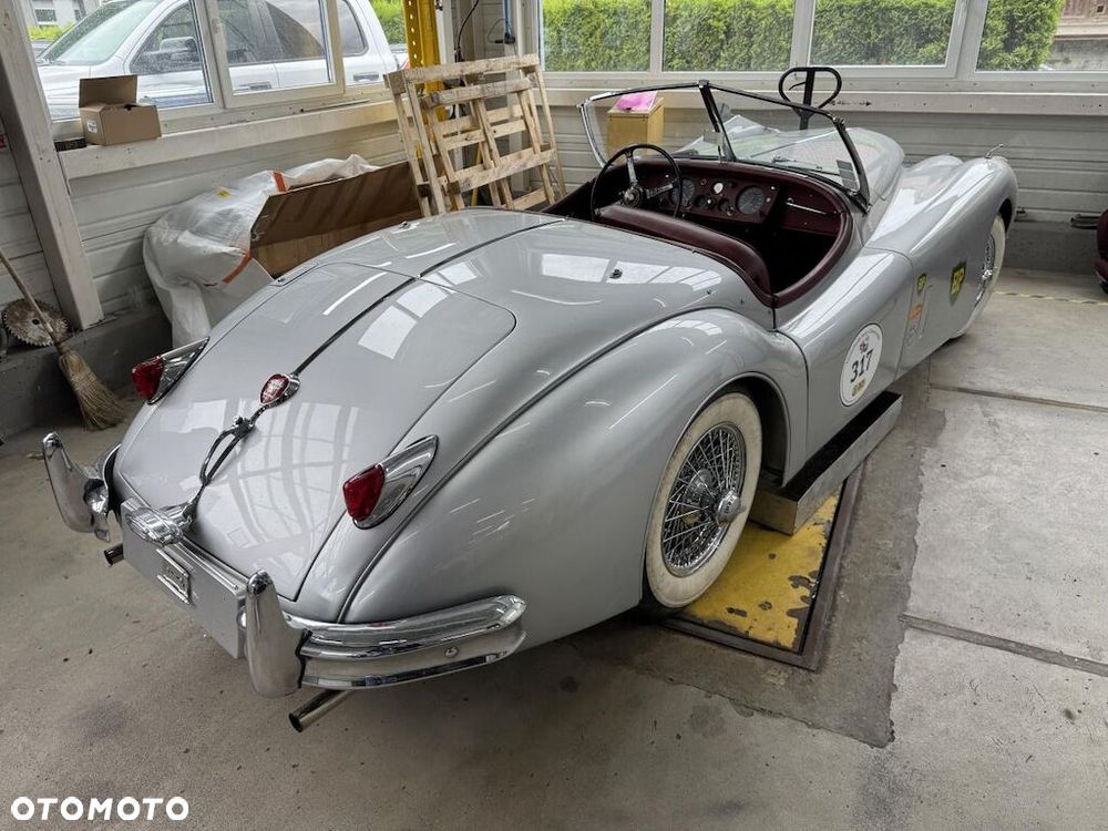 Jaguar Inny - 2