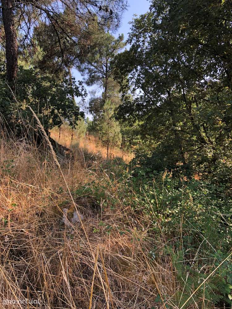 Excelente Quinta na Beira Alta com cerca de 2 Hectares - Grande imagem: 5/15