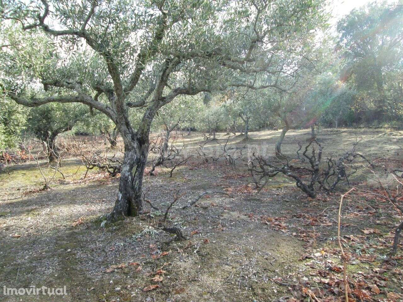 Quinta / Fundão, Telhado - Grande imagem: 4/8