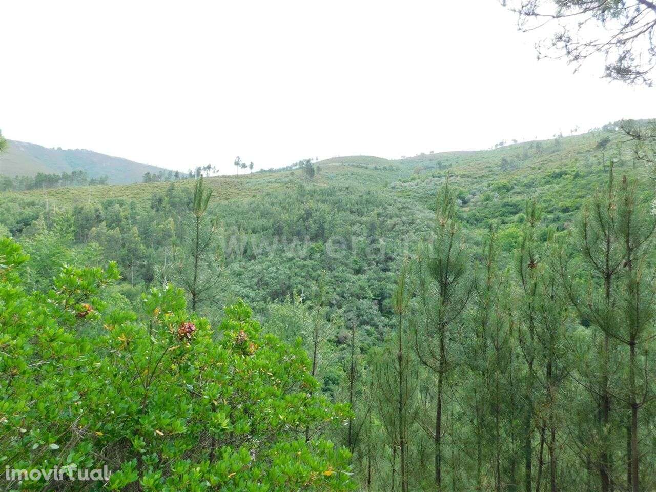 Terreno / Seia, Sazes da Beira - Grande imagem: 5/19