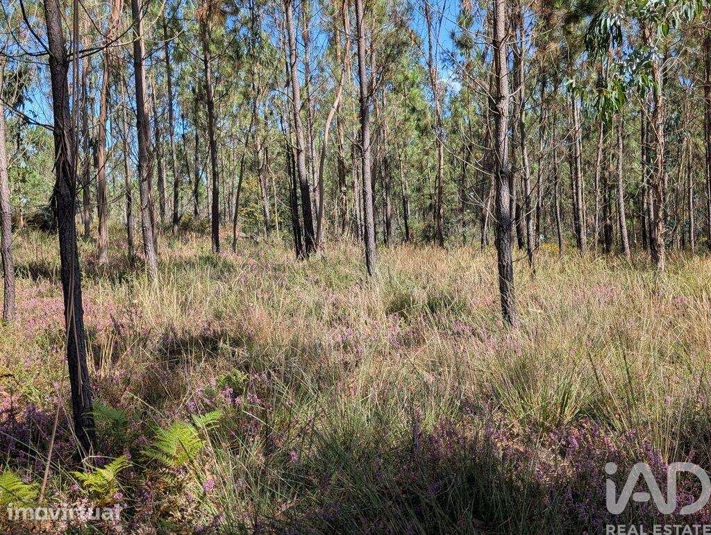 Terreno Agrícola em Fragoso - Grande imagem: 4/7