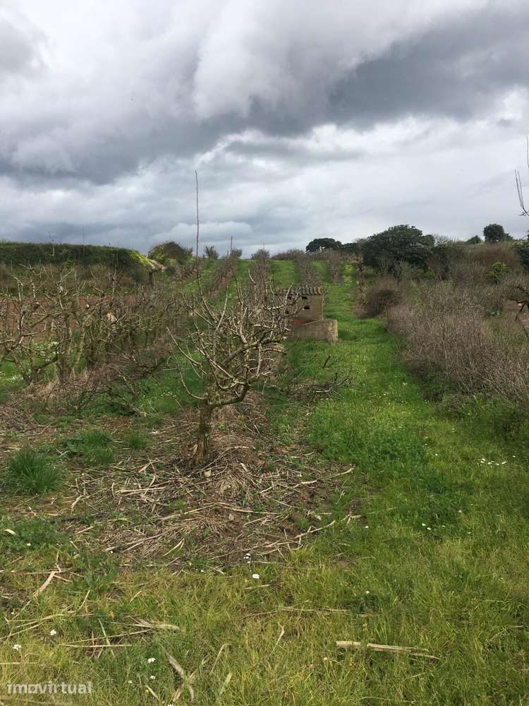 Terreno Agrícola com Pereiras Plano com Irrigação - Grande imagem: 5/26