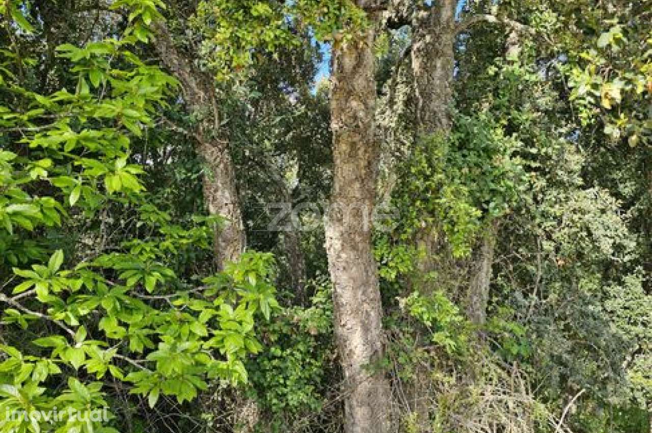 Terreno, 39 100 m², Favaios - Grande imagem: 5/24