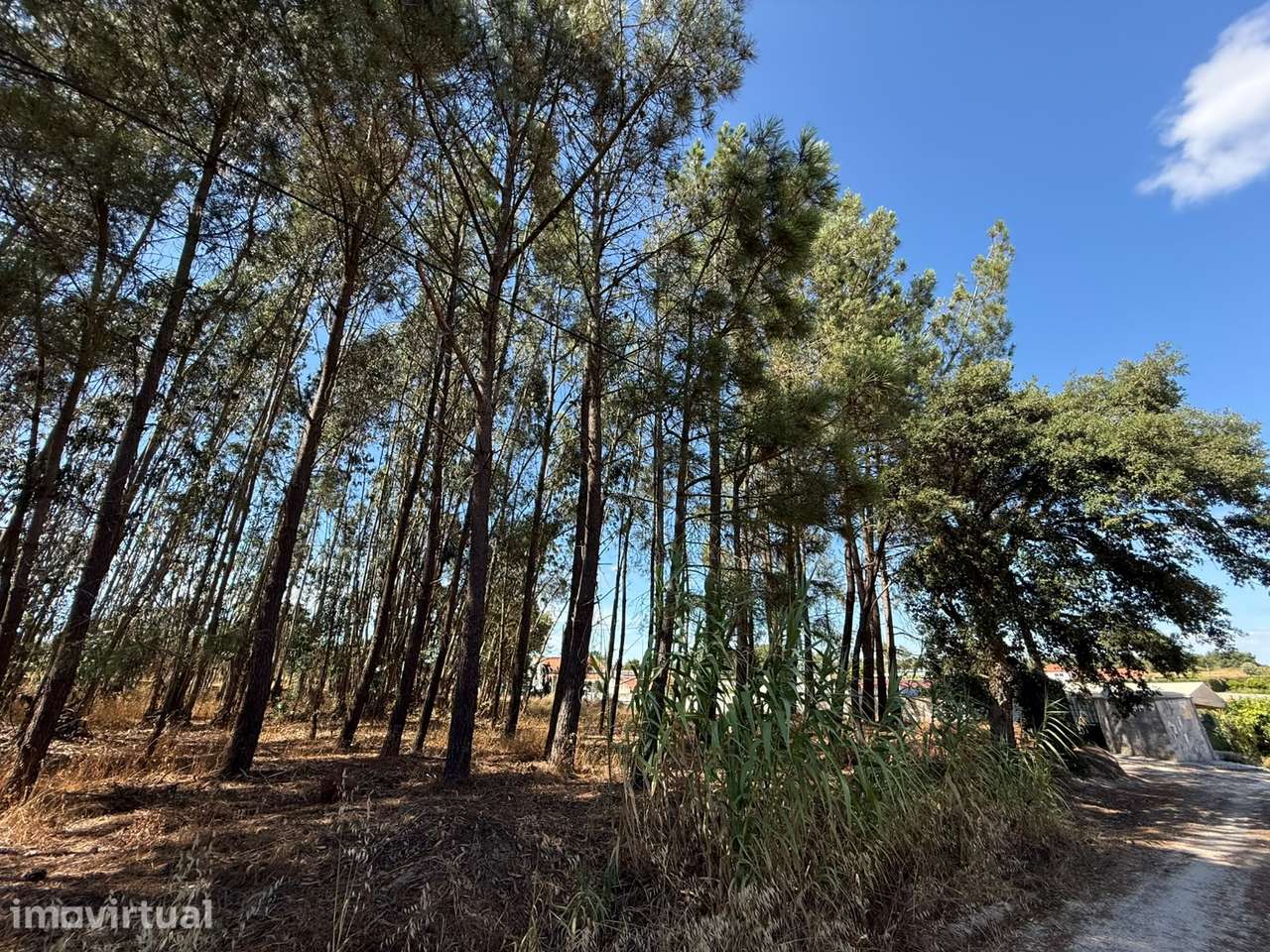 Terreno Rústico com 3.600 m² em Pontével – Cartaxo - Grande imagem: 3/10