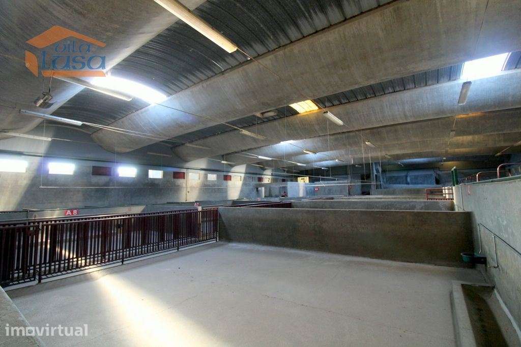 Matadouro Industrial no distrito de Coimbra equipado Pronto a laborar - Grande imagem: 2/30
