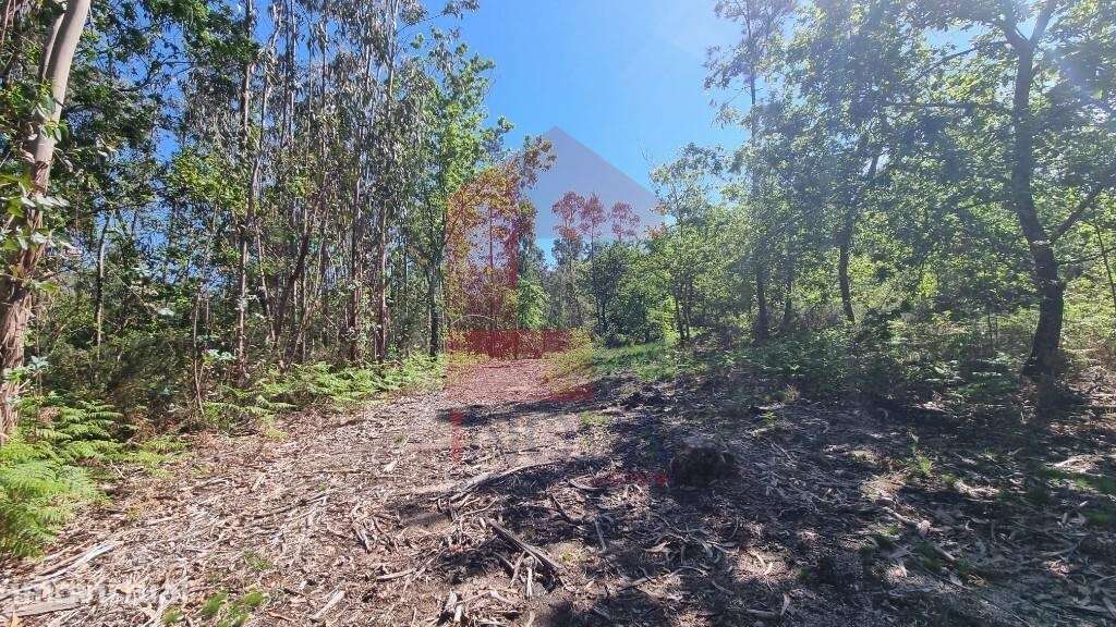 Terreno florestal, Balança - Grande imagem: 4/26