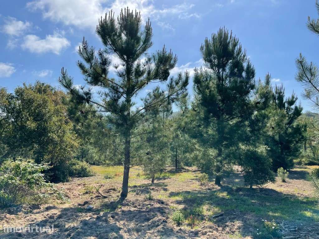 Terreno com vista mar em Melides - Grande imagem: 5/16