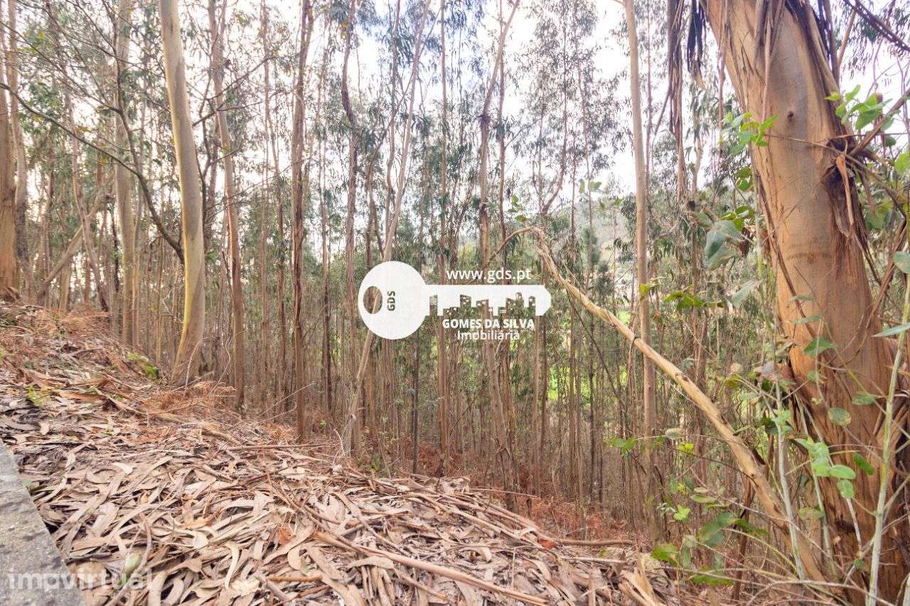 Terreno Rústico à Venda – 6.600m² | Naia, Morreira, Braga - Grande imagem: 5/12
