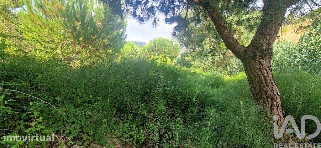 Terreno Agrícola em Azueira e Sobral da Abelheira - Grande imagem: 2/40