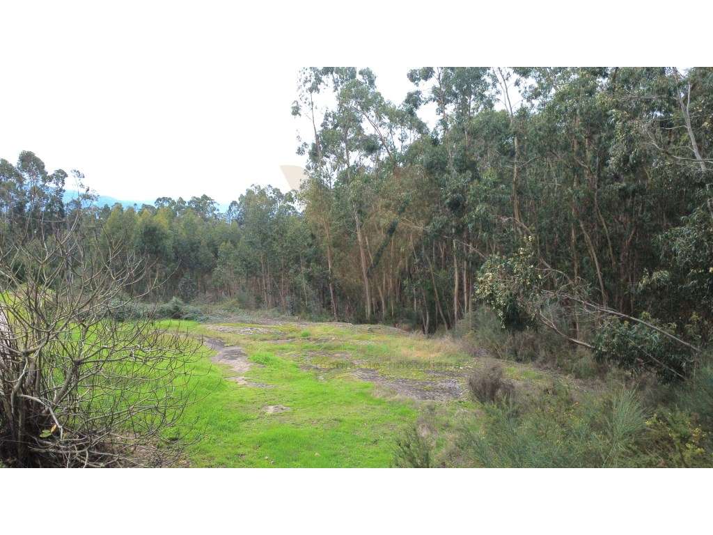 Terreno rústico 3.145 m² | Refoios do Lima, Ponte de Lima - Grande imagem: 4/6