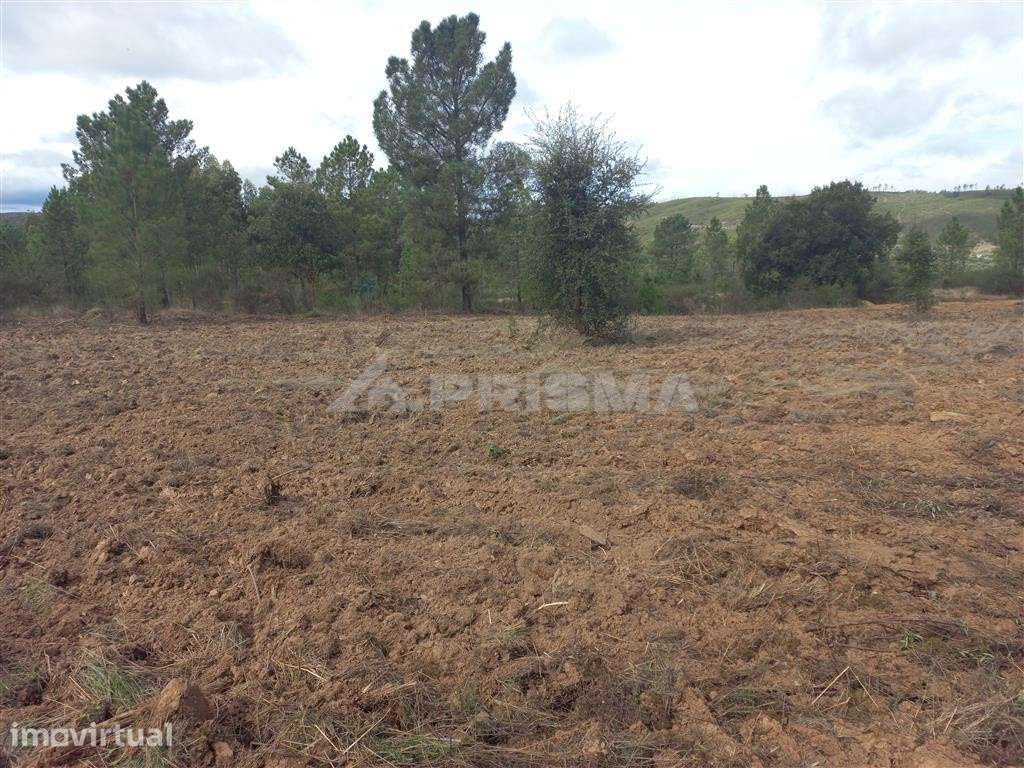 Terreno Agrícola - Grande imagem: 2/4