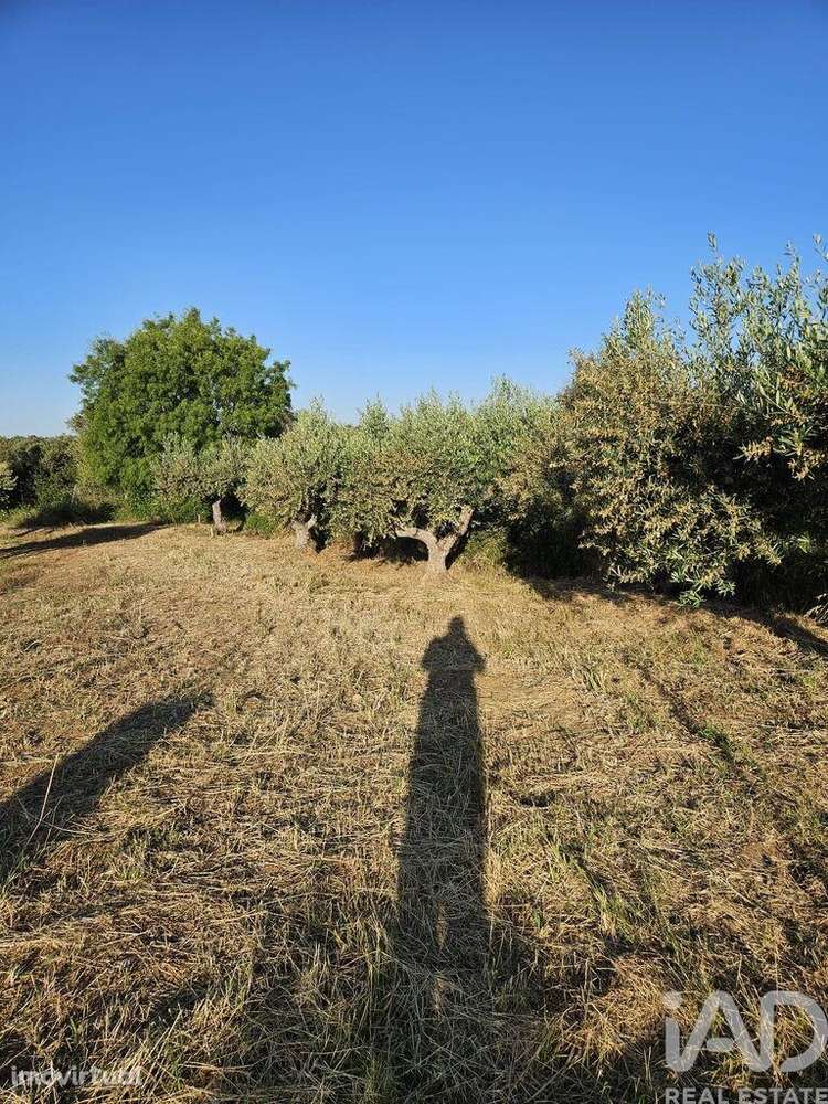 Loja / Estabelecimento Comercial em Vidigueira de 181,00 m2 - Grande imagem: 5/5