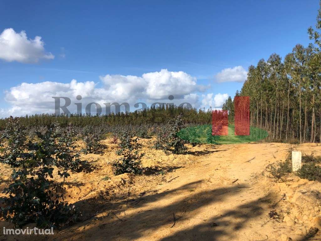 Terreno com Eucaliptal e Casa - Alcoentre***RIOMAGIC*** - Grande imagem: 2/11