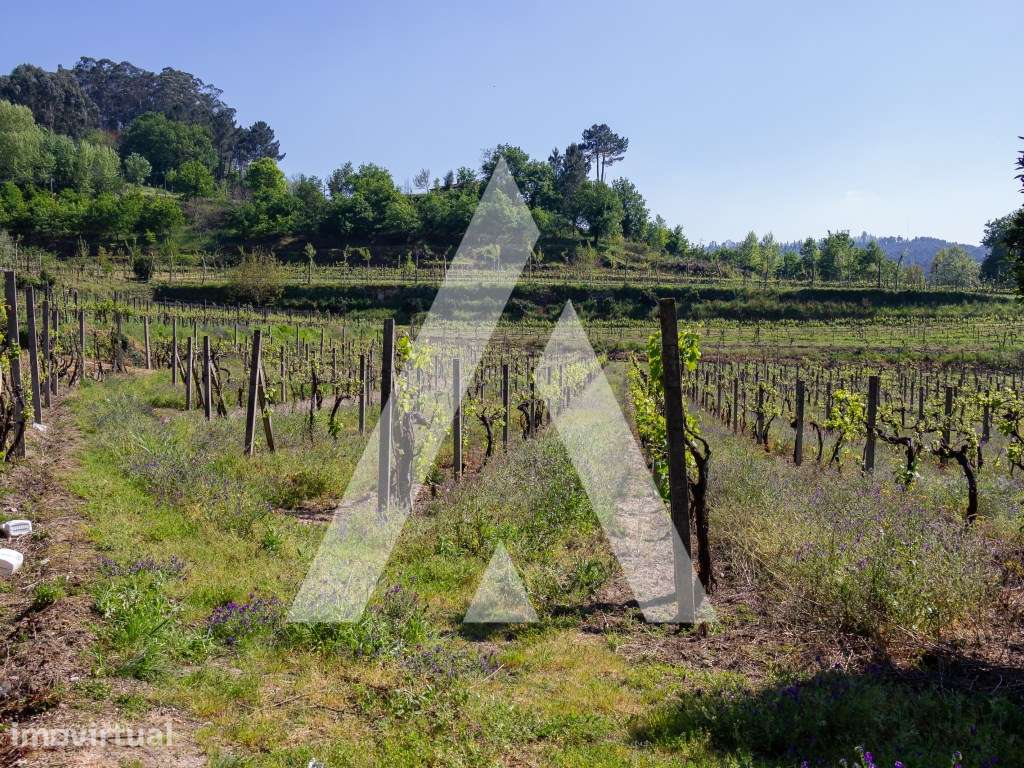 Vinhas Produtivas à Venda em Jugueiros, Felgueiras - Grande imagem: 5/12