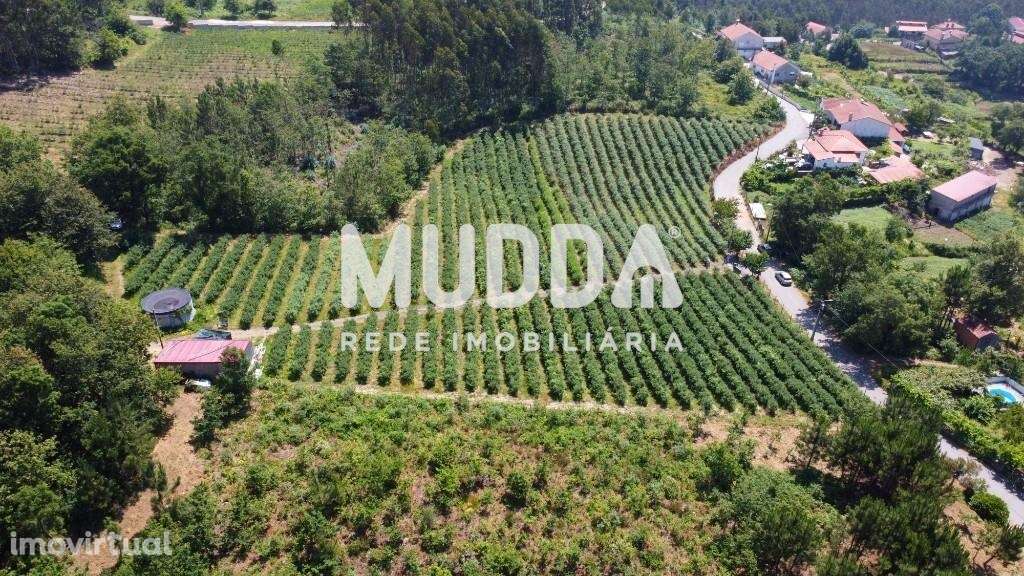 Trespasse de exploração de mirtilos, Rocas do Vouga, Sever do Vouga - Grande imagem: 5/21