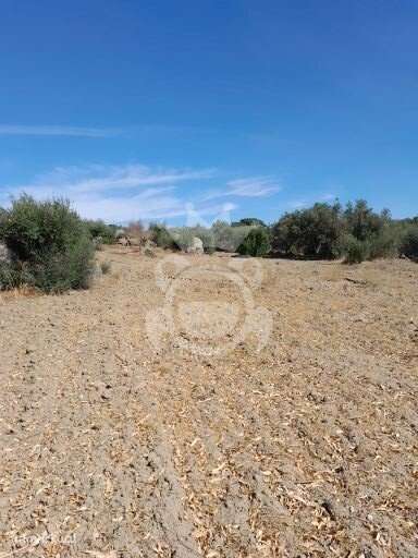 Terreno S. Pedro do Corval - Grande imagem: 3/4