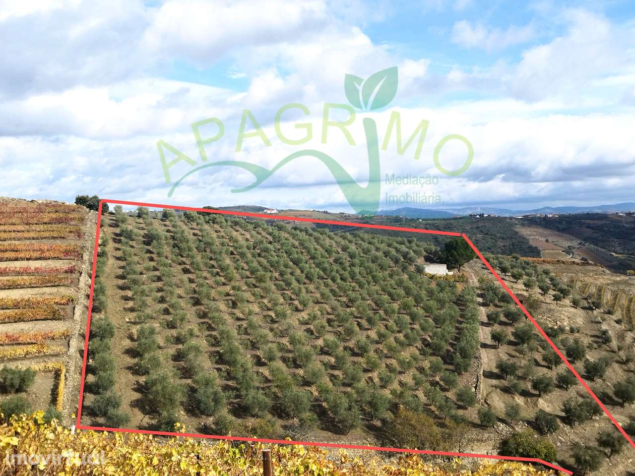 Olivais em Valongo dos Azeites, S.J. da Pesqueira - Grande imagem: 2/14