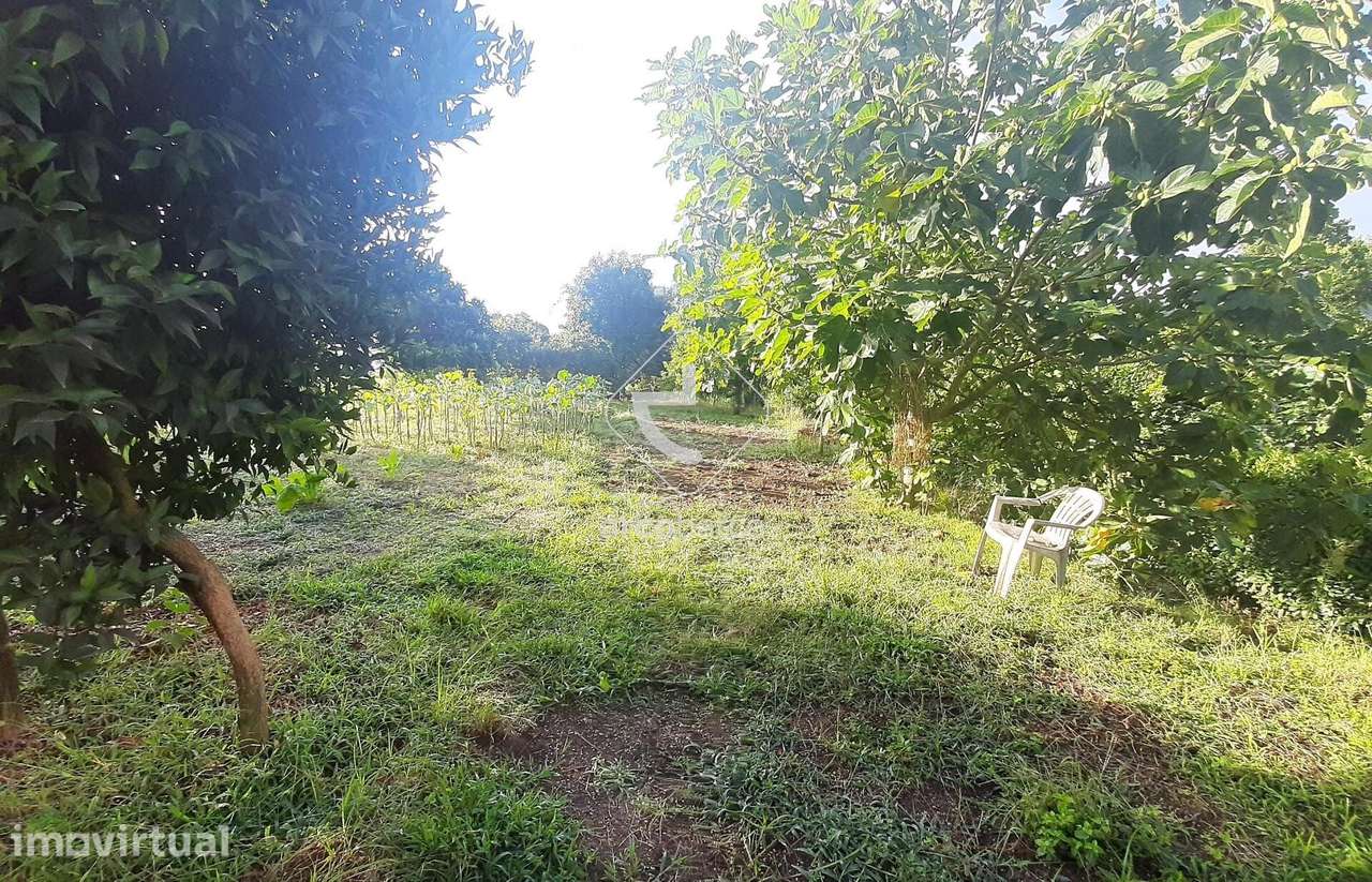 Quintinha com Potencial para Recuperação junto à Vila
