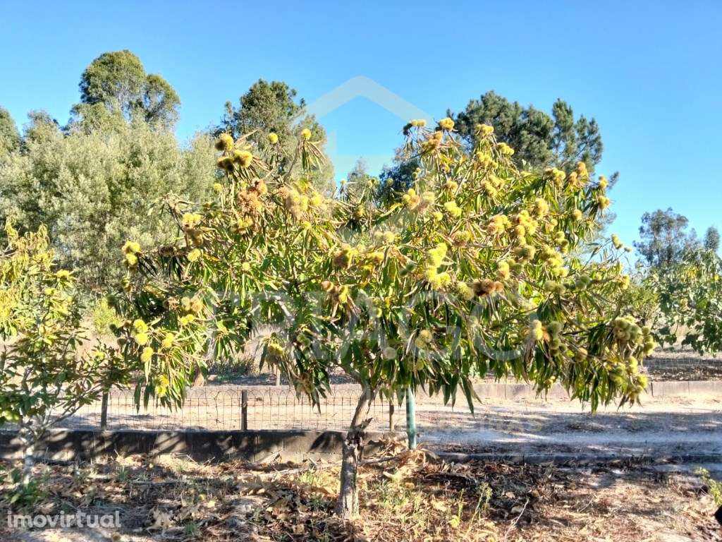 Quintinha com Moradia com 4.500 m2 Terreno Urbano - Grande imagem: 5/33