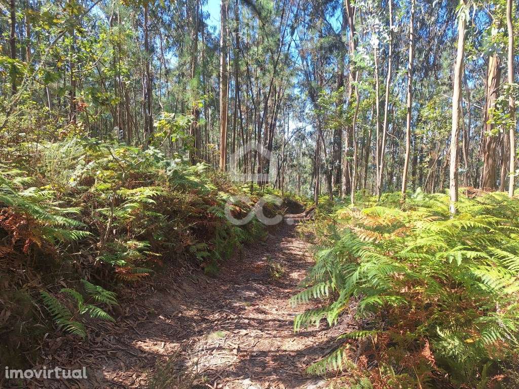 Terreno Eucaliptal em Vale S. Cosme!! - Grande imagem: 5/21