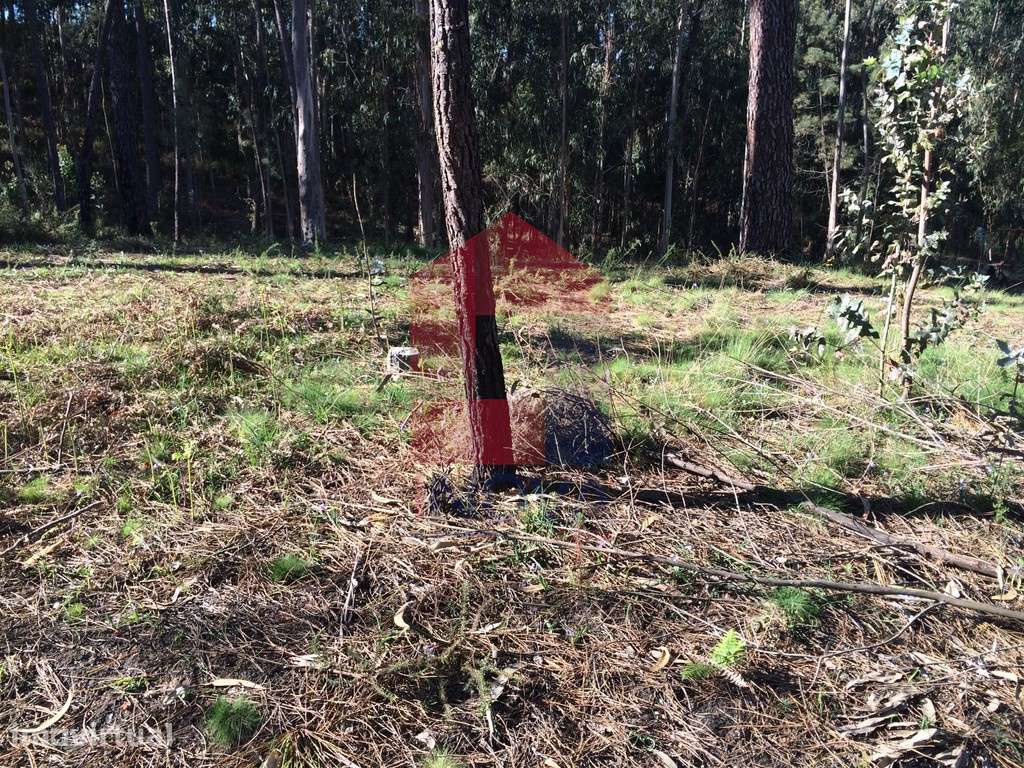 Terreno para plantação, Carreiras São Miguel - Grande imagem: 2/13